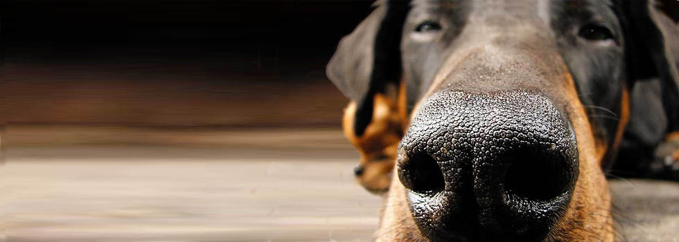 dobermann-braun.jpg